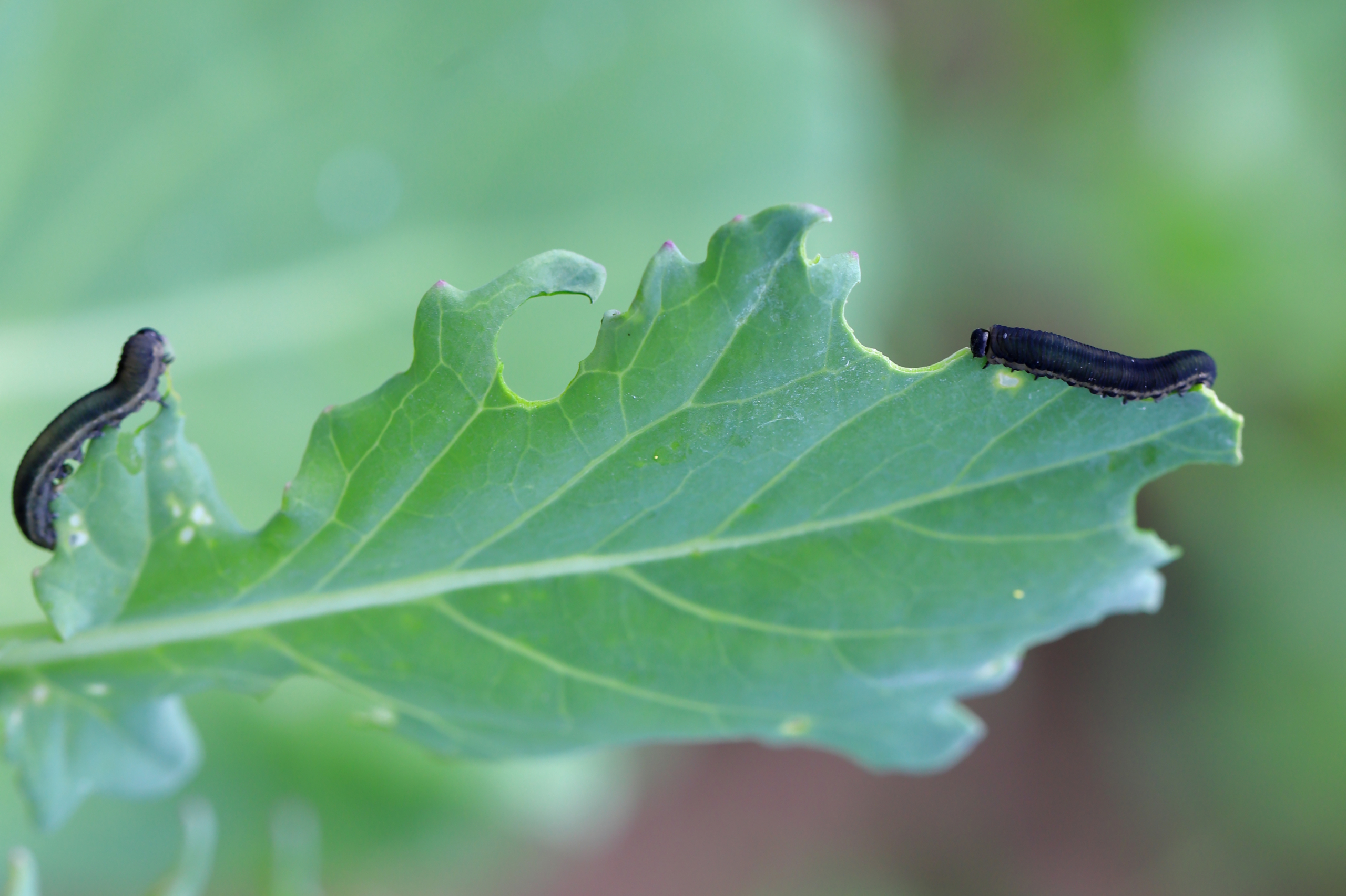 Larva, caterpillar of turnip sawfly (Athalia colibri or rosae). Pest that larvae feed on plants of the cabbage family like oilseed rape (canola) plants or mustard.