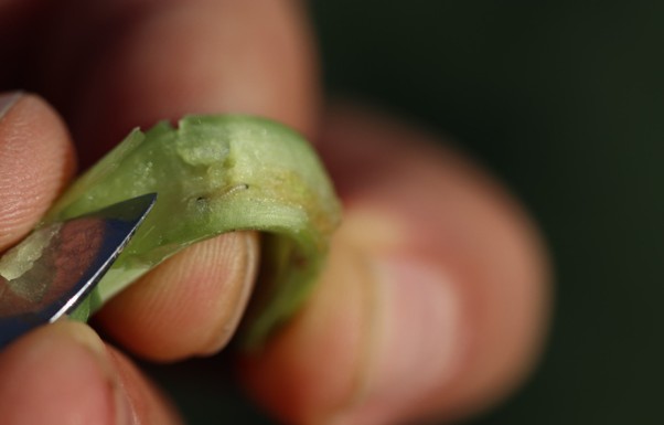 Rapserdfloh larve